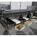 Designed fruit screw sorting machine with conveyor